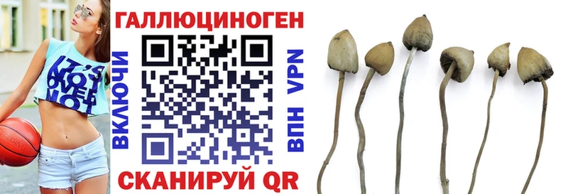 darknet телеграм  kraken рабочий сайт  Анапа  Псилоцибиновые грибы мицелий 